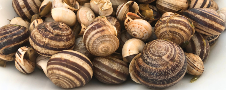 caracóis in Portugal