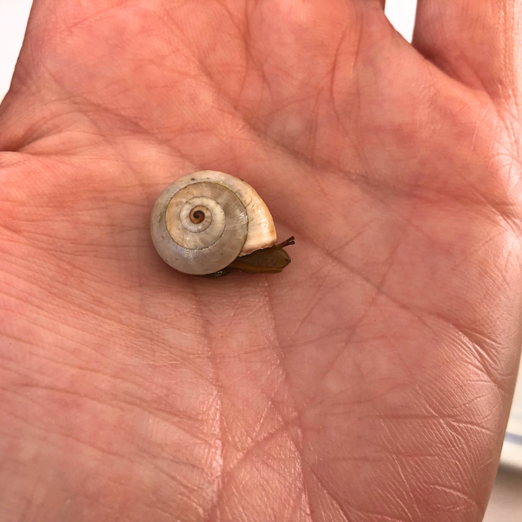 caracol in my hand