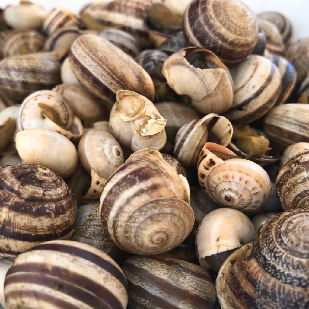close up of caracois snails in portugal.png