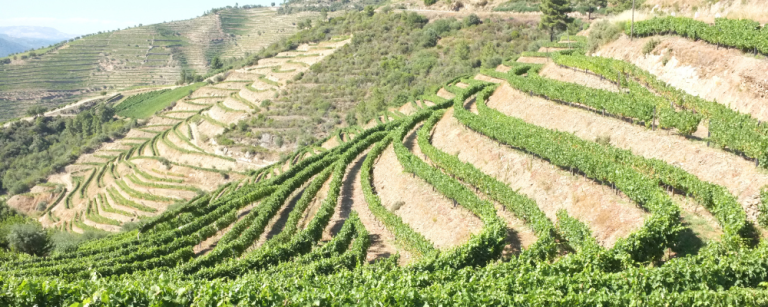 portuguese organic wines