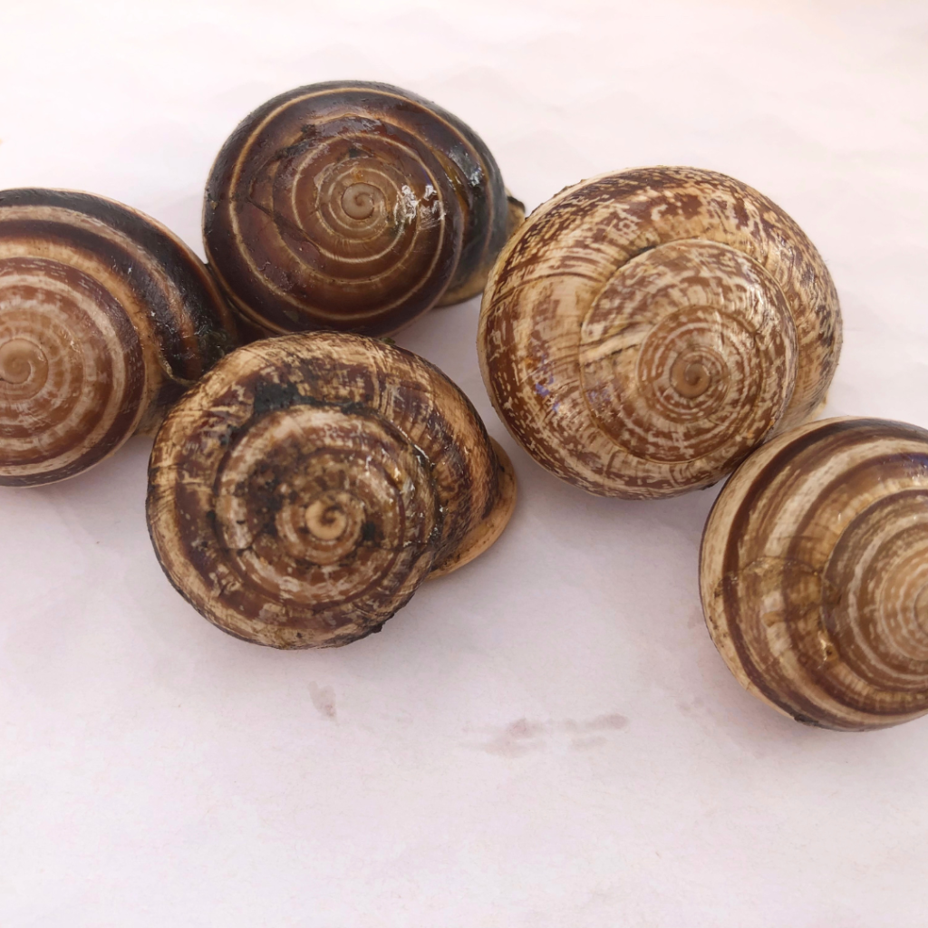 snail shells