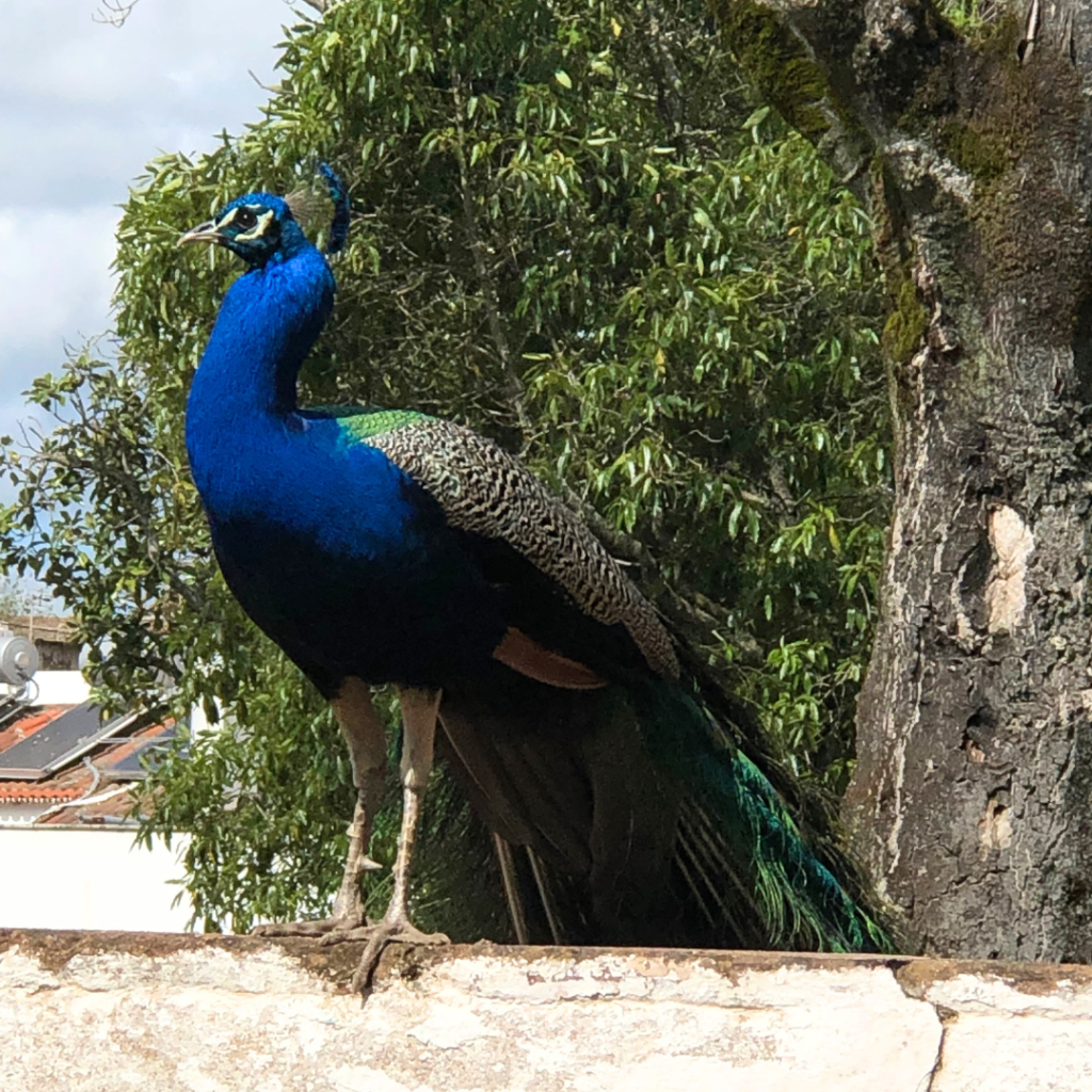 Peacock in Evora