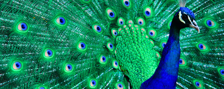 Peacocks in Portugal